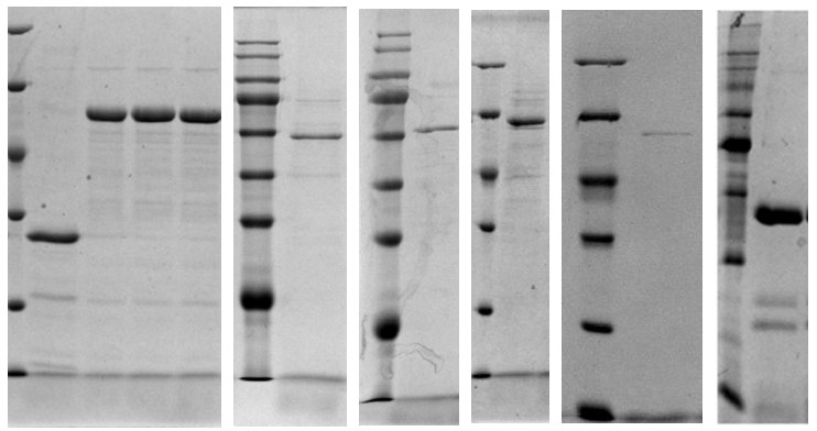 江苏yl23411永利|生物医药|重组胶原蛋白|unicollagen